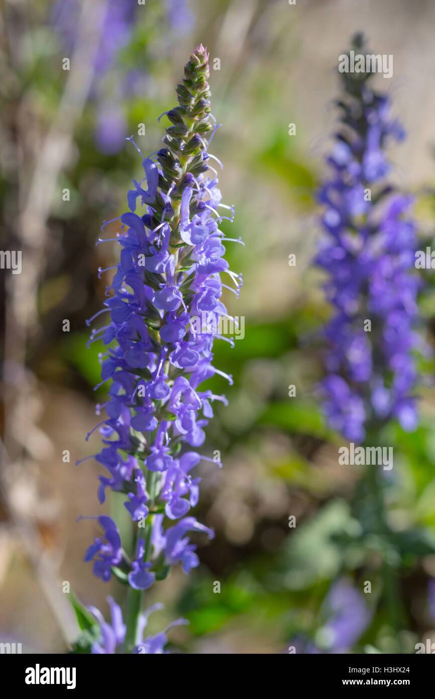 Nahaufnahme von lila Salvia / Salbei (Salvia SP.) Blumen Stockfoto