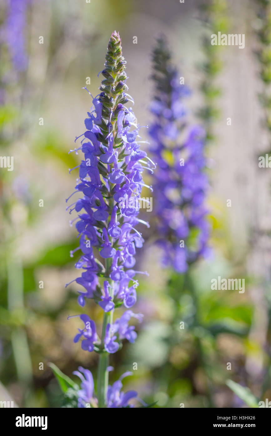 Nahaufnahme von lila Salvia / Salbei (Salvia SP.) Blumen Stockfoto