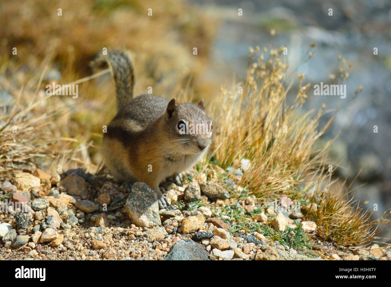 Braune Streifenhörnchen an einem sonnigen Tag Stockfoto