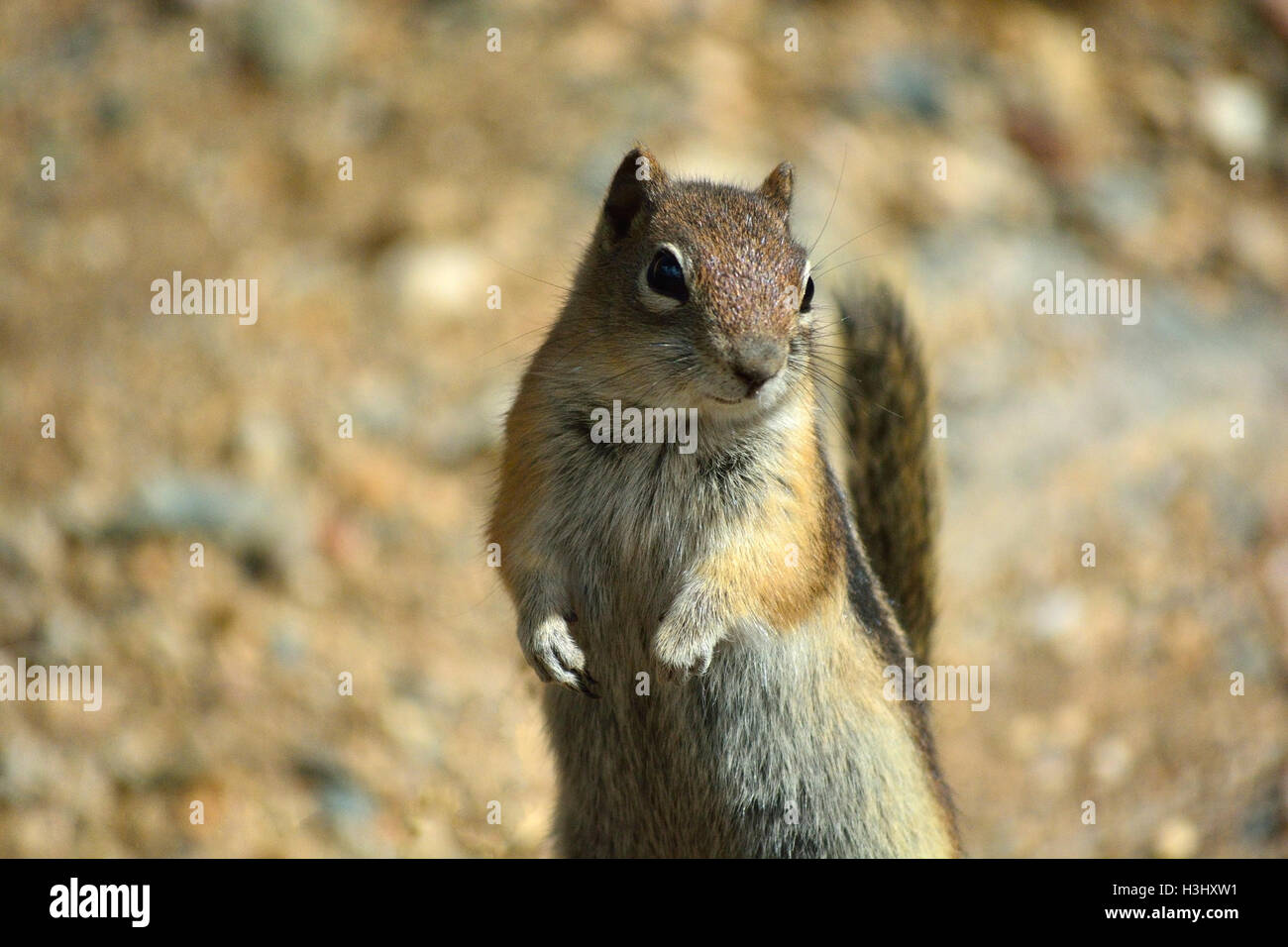 Braune Streifenhörnchen bis auf seinen Hinterbeinen stehend, an einem sonnigen Tag Stockfoto