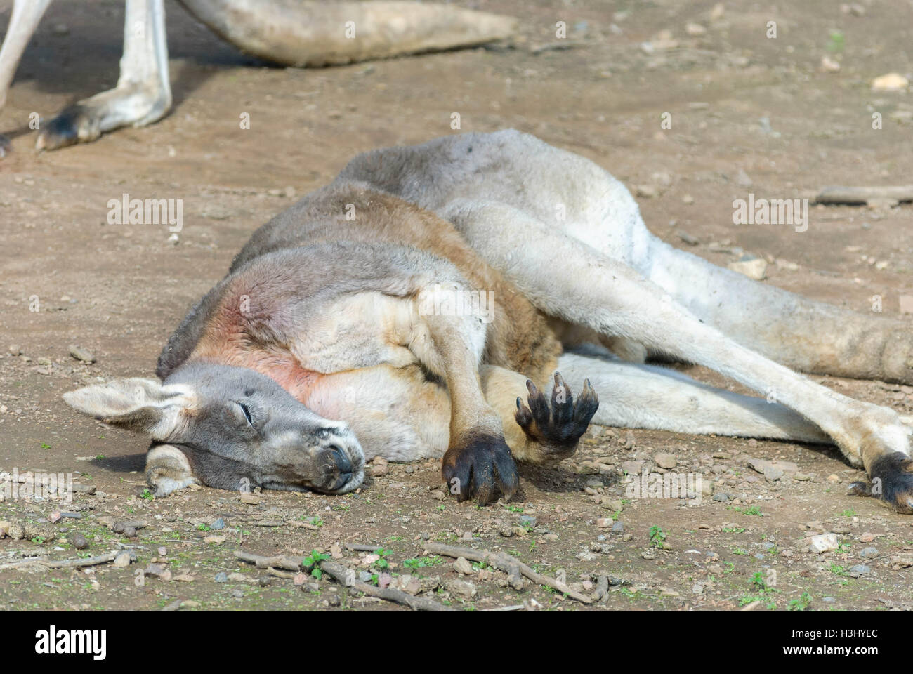 eine Erwachsene Känguru Verlegung auf Boden schlafend hautnah Stockfoto