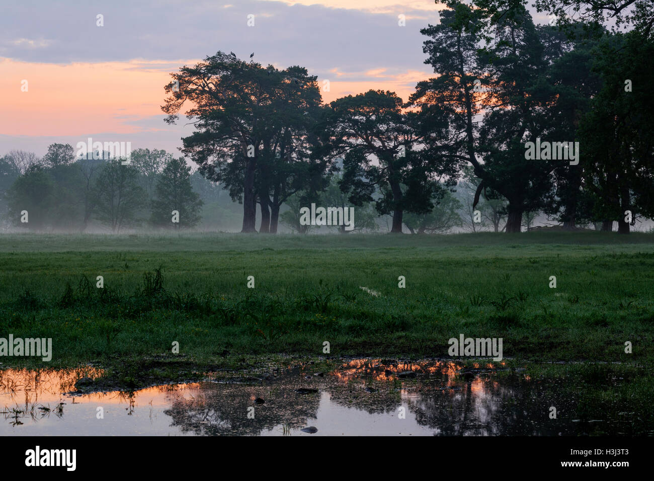 Alten Eichen am Fluss Bug, Podlachien, Polen, Europa. Stockfoto