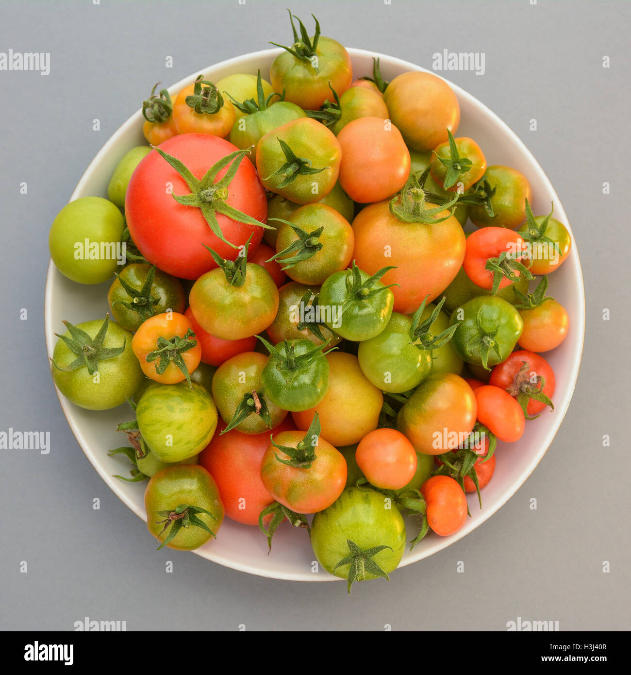 grüne Tomaten - geerntet Tomaten bei unterschiedlichem Reifegrad im Frühherbst von Treibhausgasemissionen. Stockfoto
