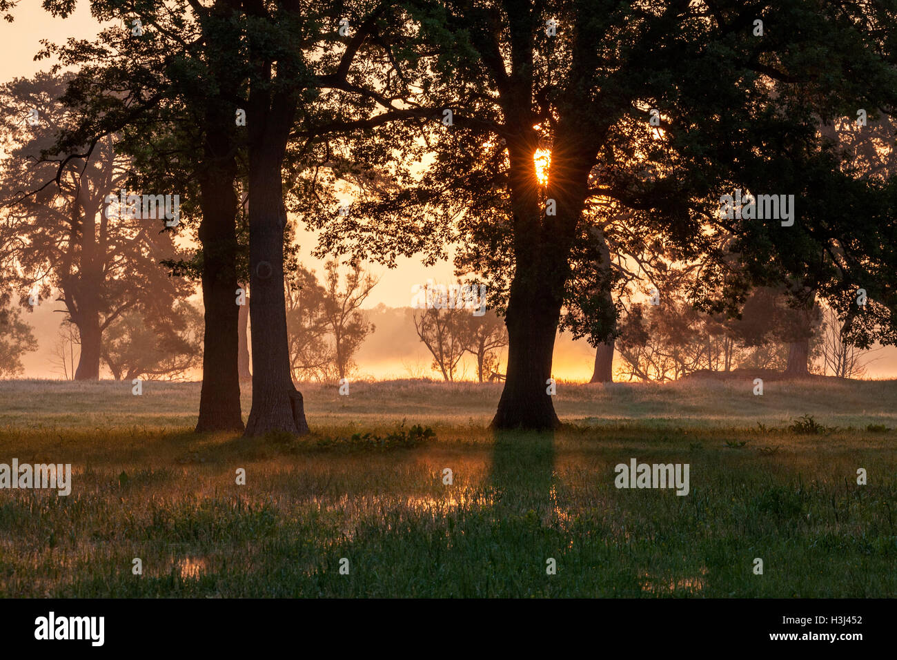 Alten Eichen am Fluss Bug, Podlachien, Polen, Europa. Stockfoto