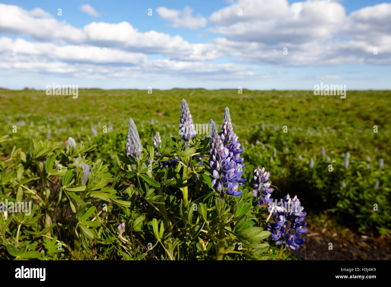 Lupinen Lupinus Nootkatensis wachsen wild in der Nähe von Vik Süden Islands Stockfoto
