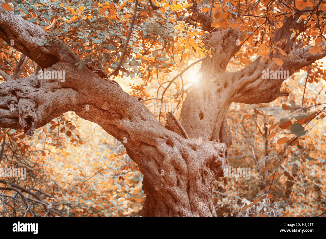Herbst-Szene, natürliche Saison Landschaft mit Blättern Stockfoto