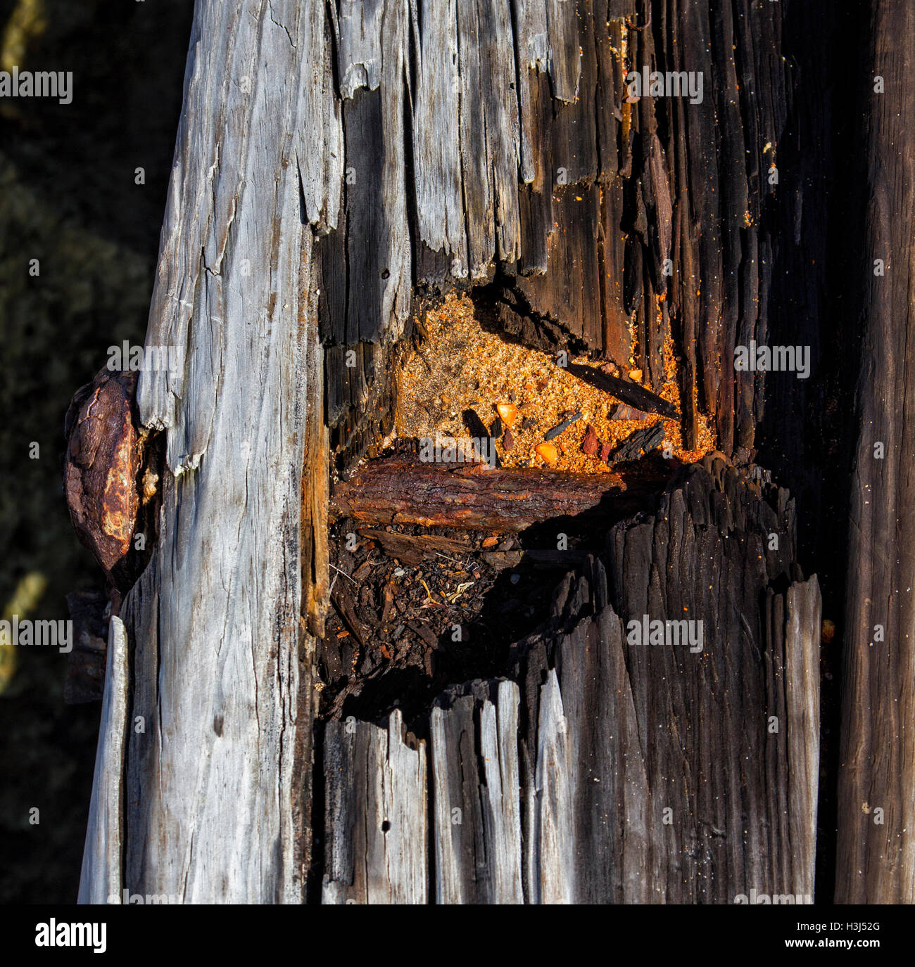 Wind, Regen und Sonne haben überstanden, der Belag des Stegs Hillsboro Inlet aus dieser verrosteten Stahlbolzen und strukturierte Holz. Stockfoto