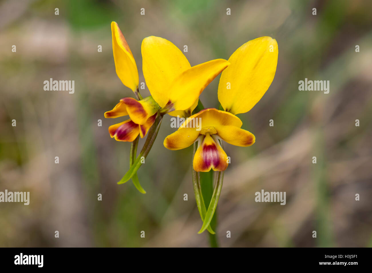 Diuris Orientis, Mauerblümchen Orchidee Bałuk Willam Flora Reserve, Belgrave South, Victoria, Australien Stockfoto