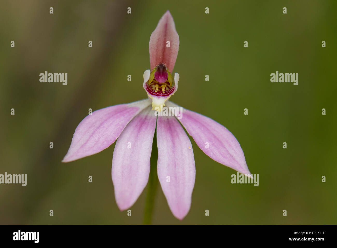 Caladenia Carnea, rosa Finger Orchidee Bałuk Willam Flora Reserve, Belgrave South, Victoria, Australien Stockfoto