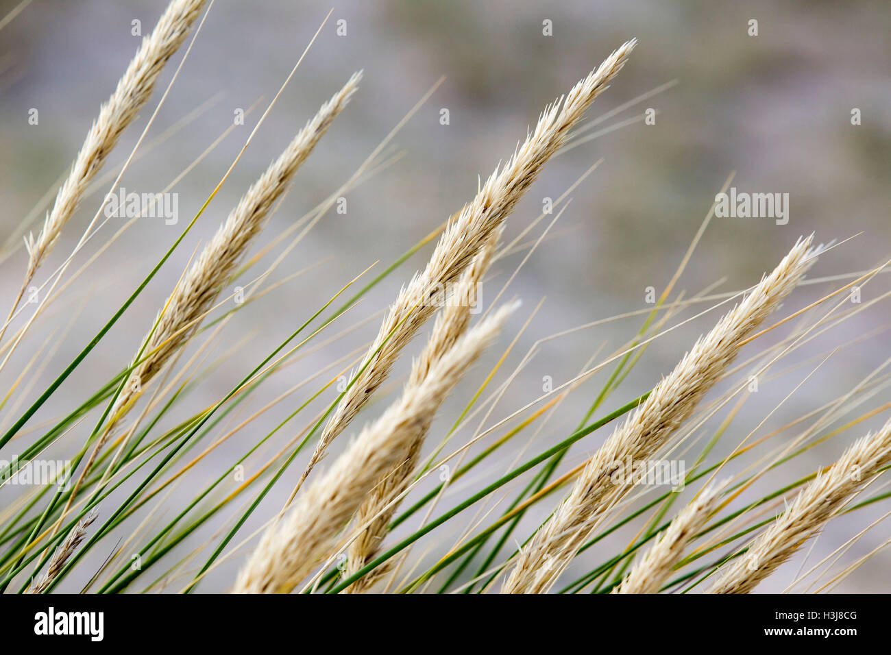 Grass im Wind am Strand von Findhorn Stockfoto