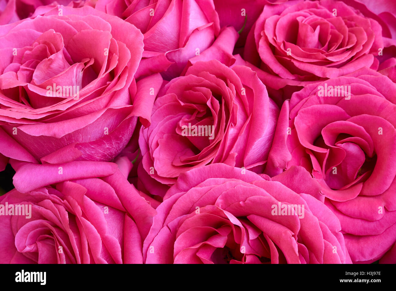 Bündel von sieben rosa Rosen als Blumen Hintergrund Stockfoto
