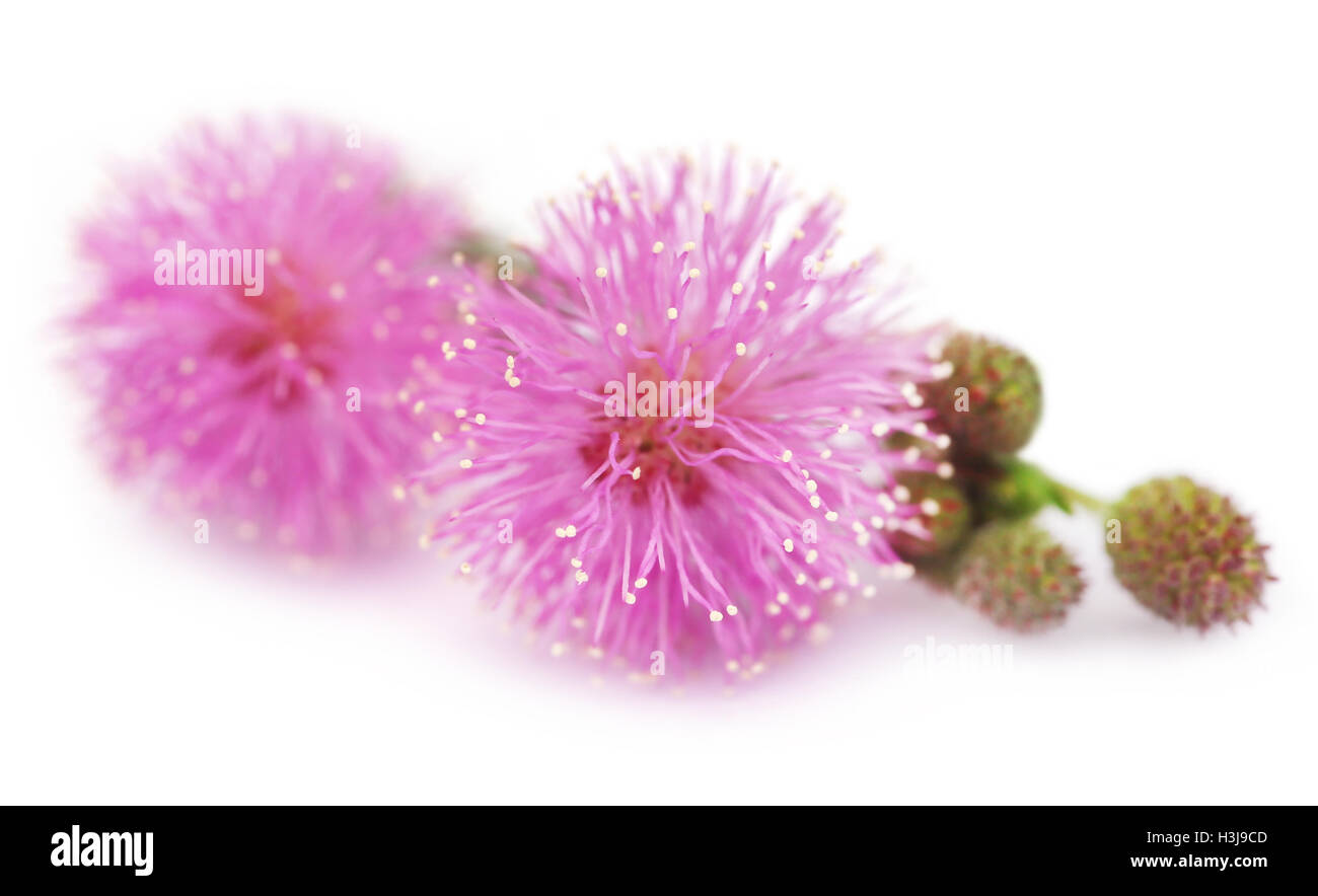 Medizinische Mimose berühre mich nicht Blumen auf weißem Hintergrund Stockfoto