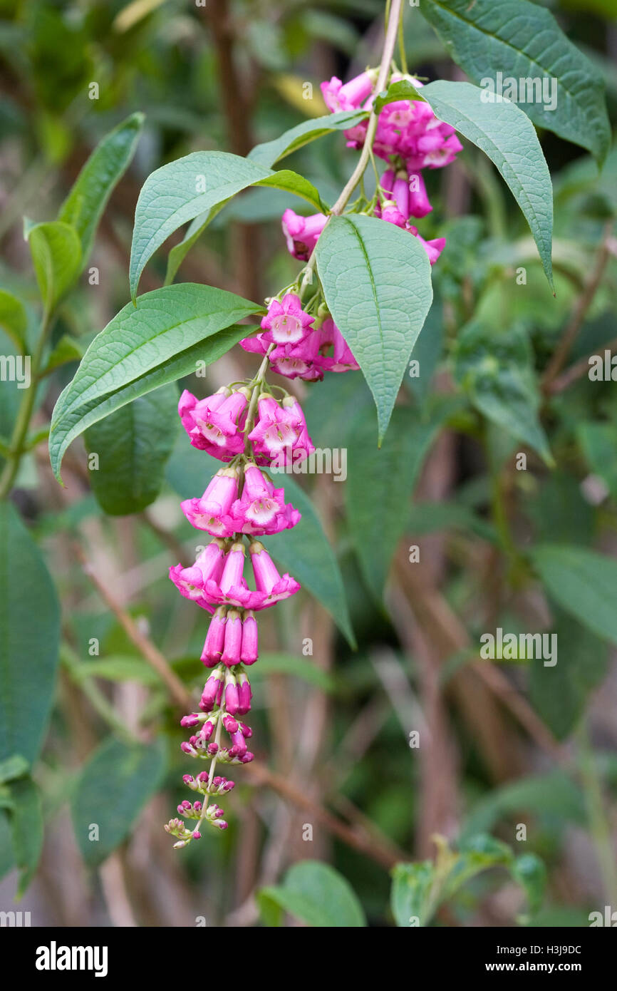Buddleja Colvilei Blumen. Stockfoto