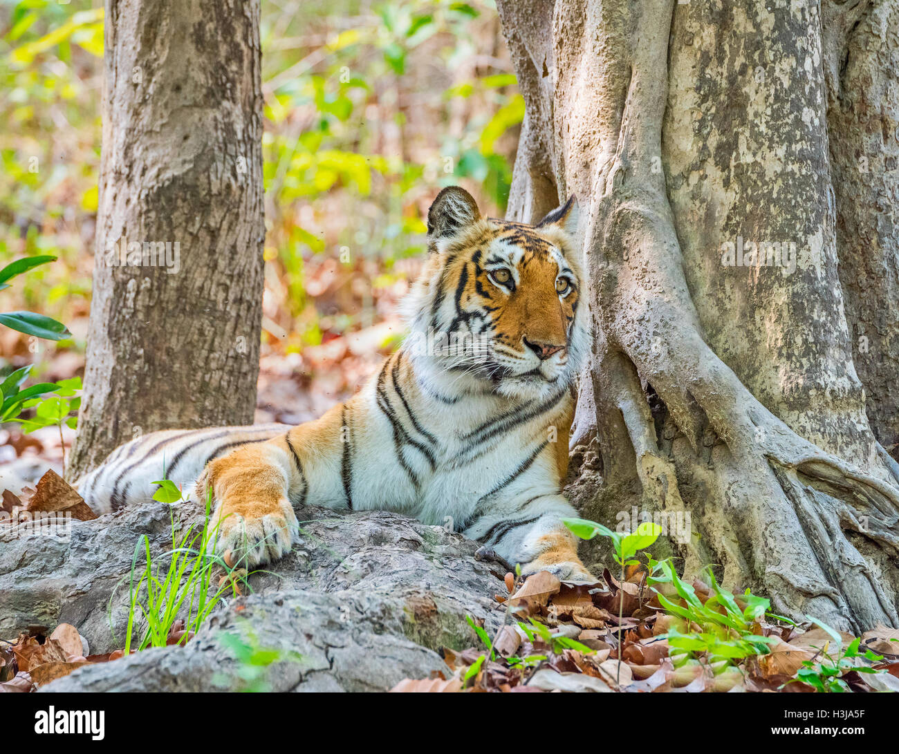 Weibliche Royal Bengal Tiger in Jim Corbett Nationalpark, Indien Stockfoto