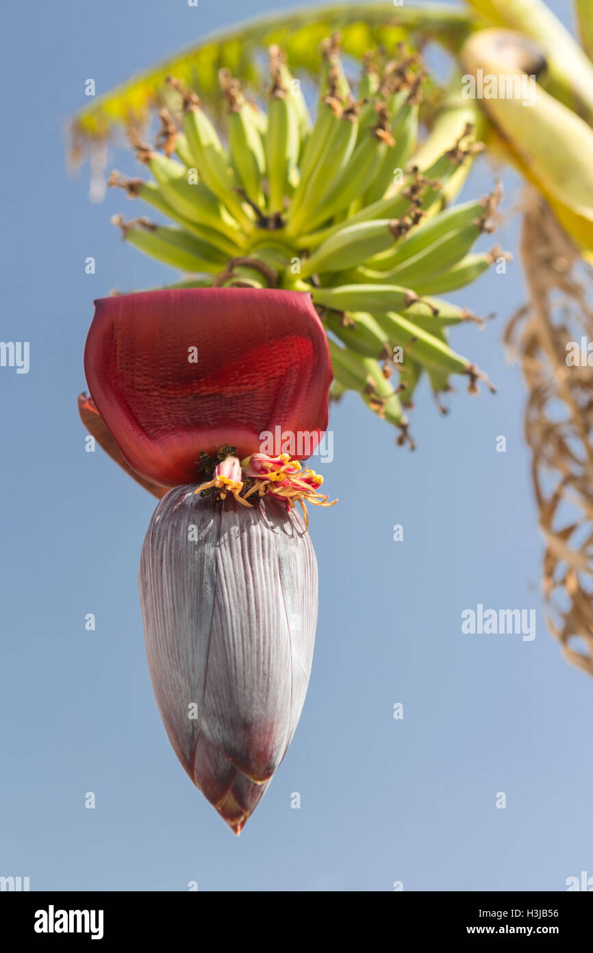Eine Banane Blume hängt unter einem Bündel Bananen. Stockfoto