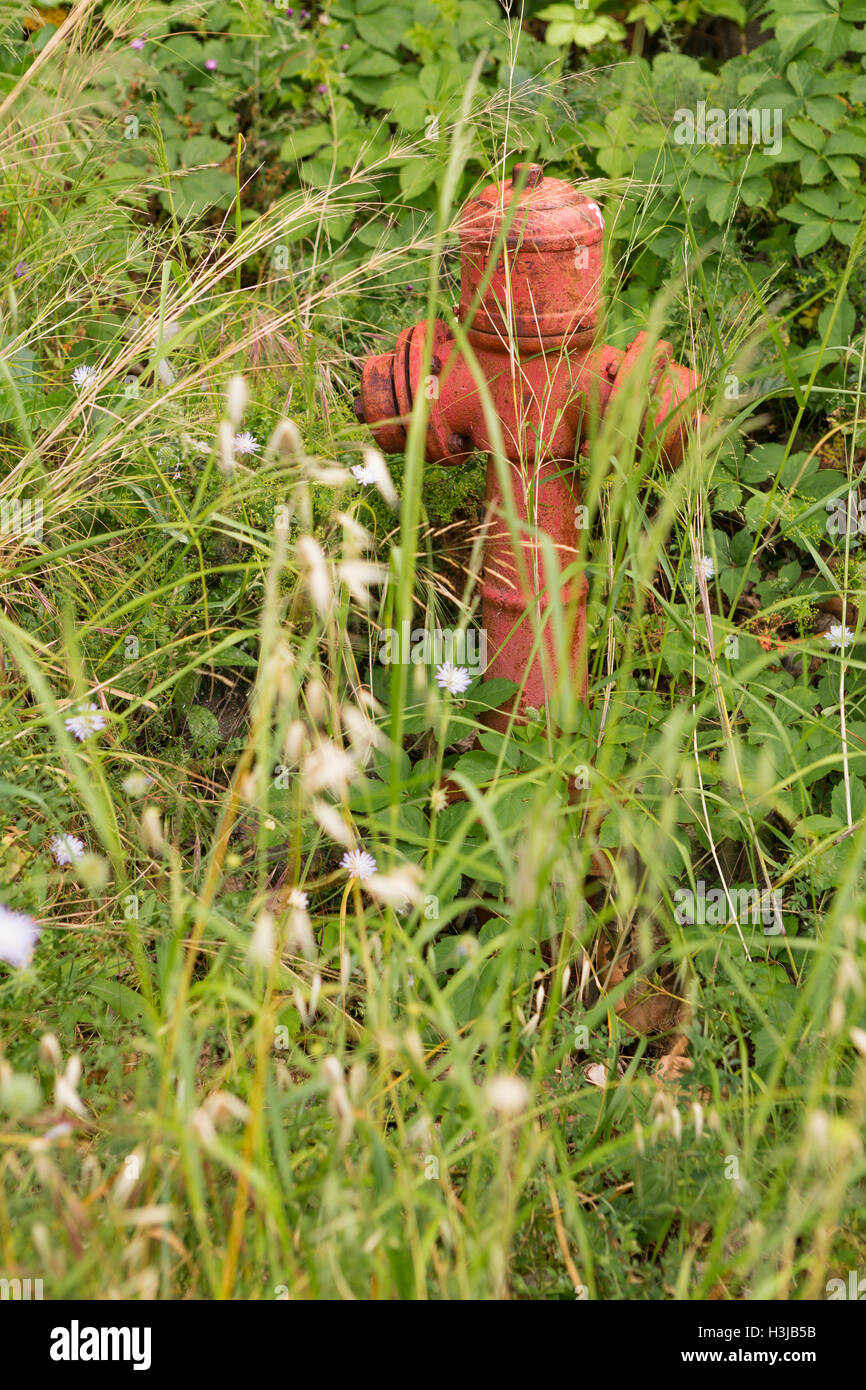 Ein rotes griechisches Feuerhydrant ist vernachlässigt und von Unkraut und Gestrüpp in Kefalonia, Griechenland verdeckt. Stockfoto