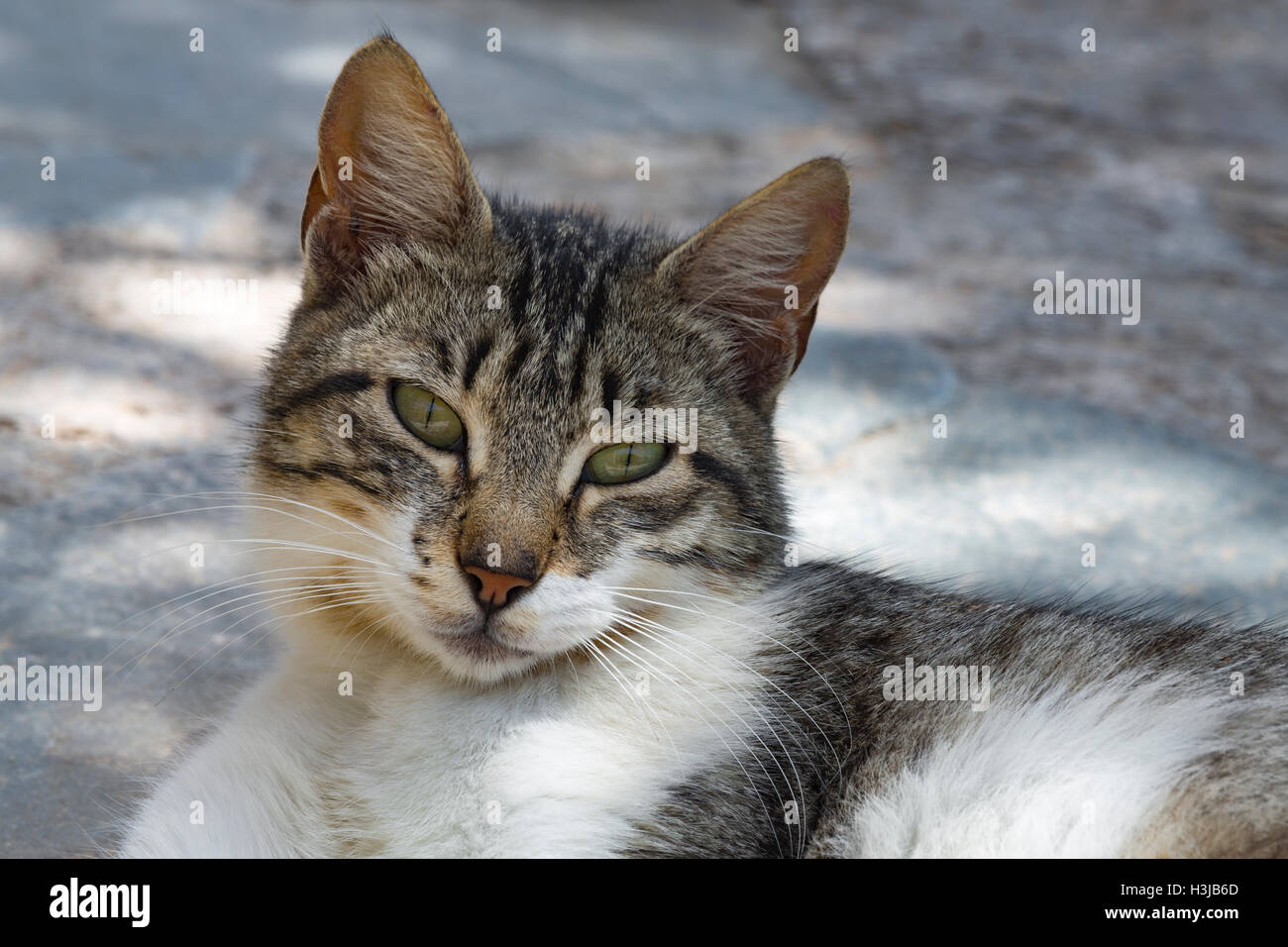 Griechisch-Katze liegend im Schatten Stockfoto