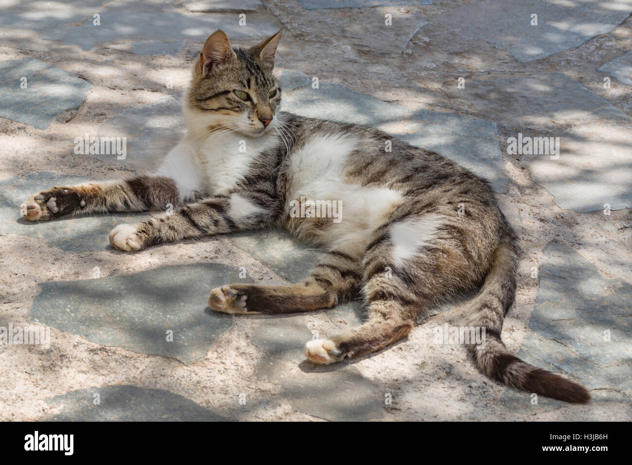 Griechisch-Katze liegend im Schatten Stockfoto