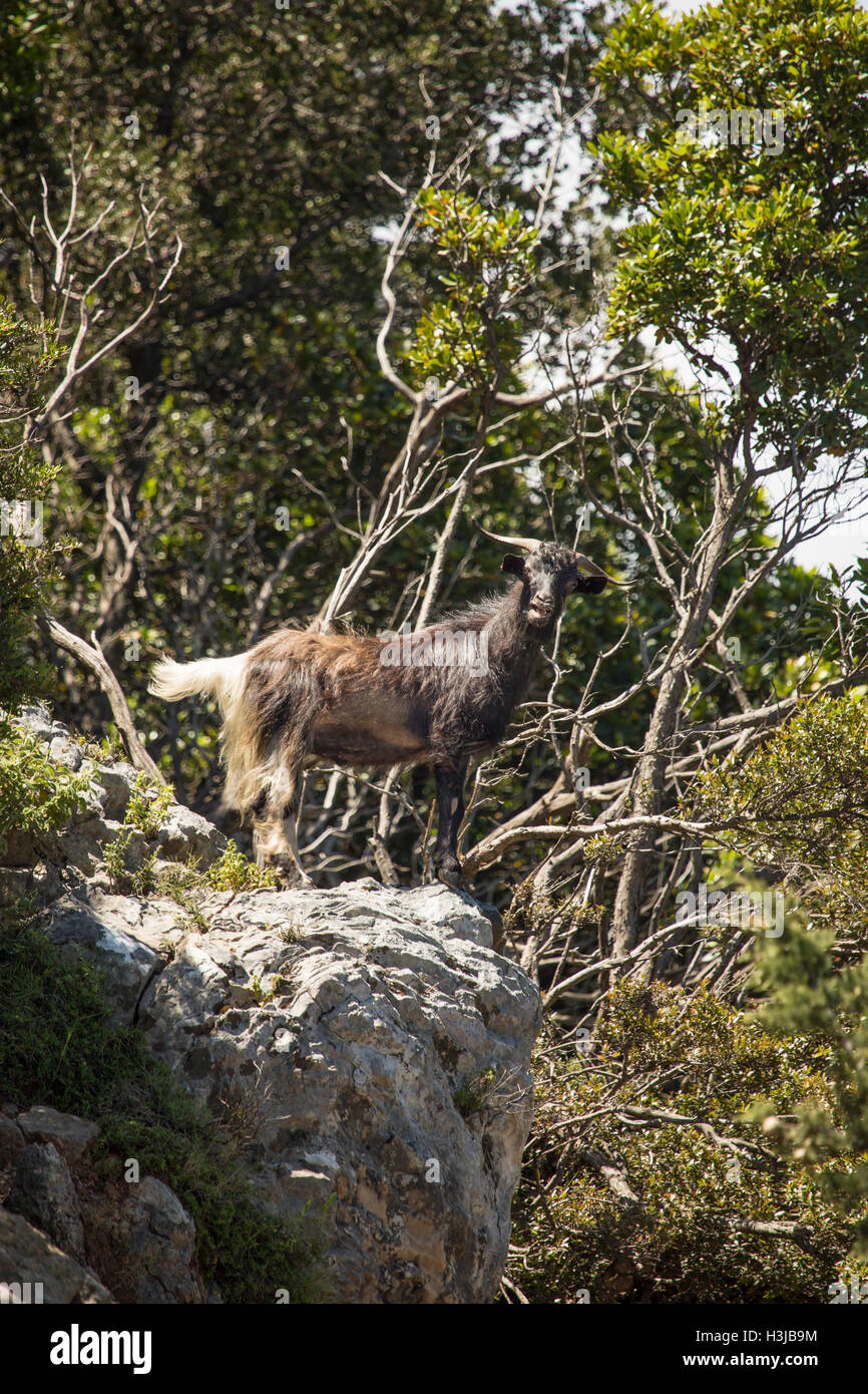 Eine wilde Ziegen ruft zur Herde aus einem Felsen, Griechenland. Stockfoto