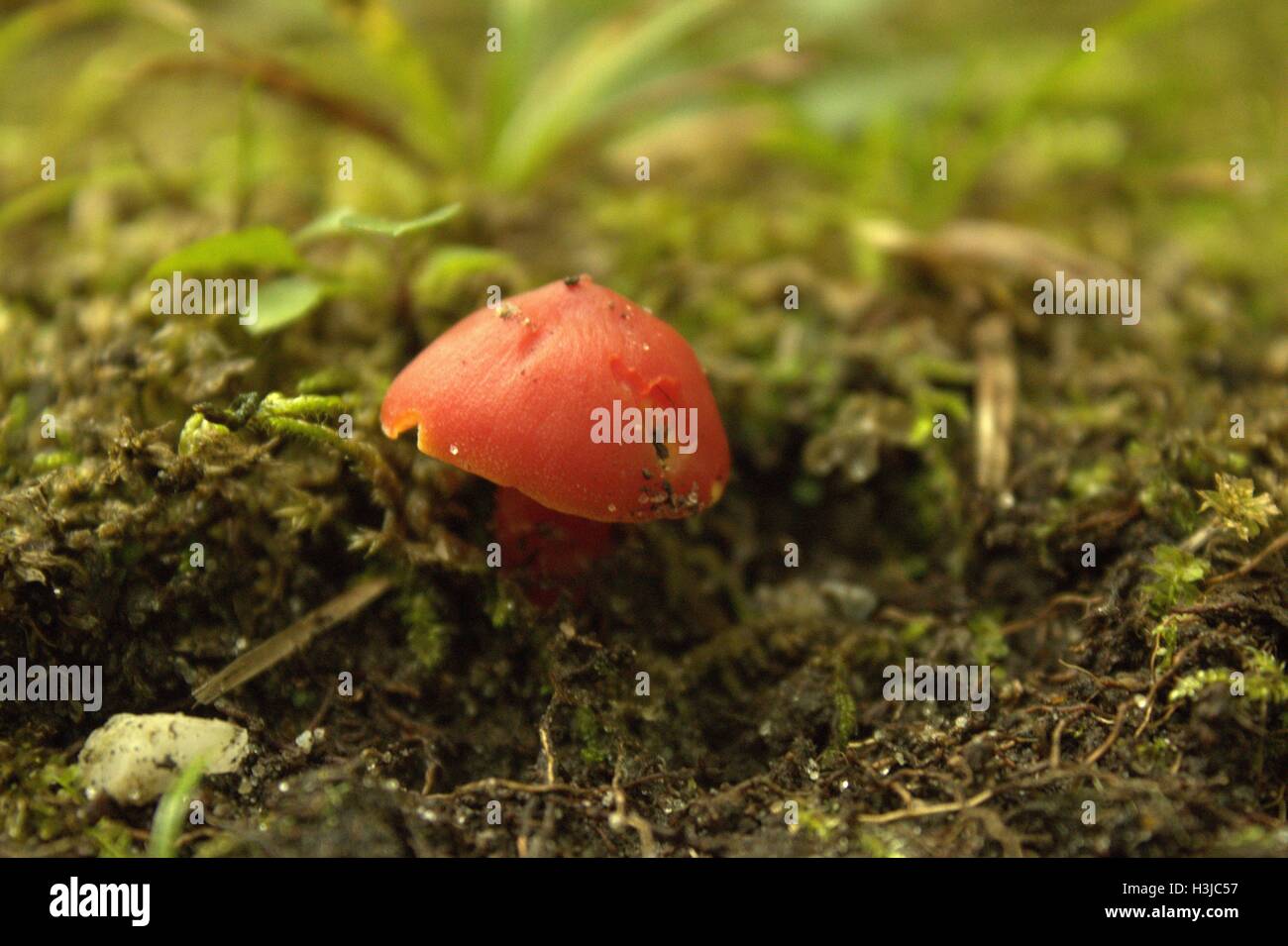 Kleine rote Orange Pilzzucht in Moos Stockfoto