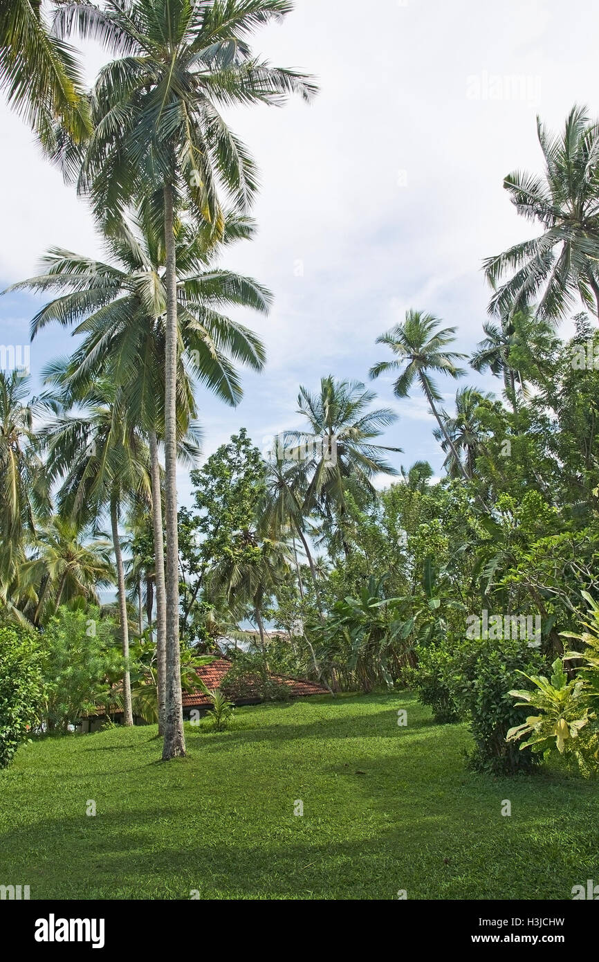 Grüner Garten Rasen und Palmen Bäume im Dezember in Sri Lanka, Asien. Stockfoto