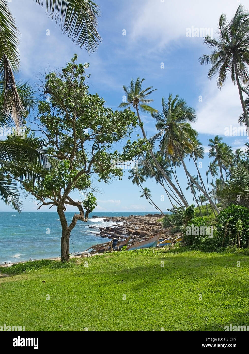 Grünen Garten Rasen mit Palmen und Sandstrand im Dezember in Sri Lanka, Asien. Stockfoto