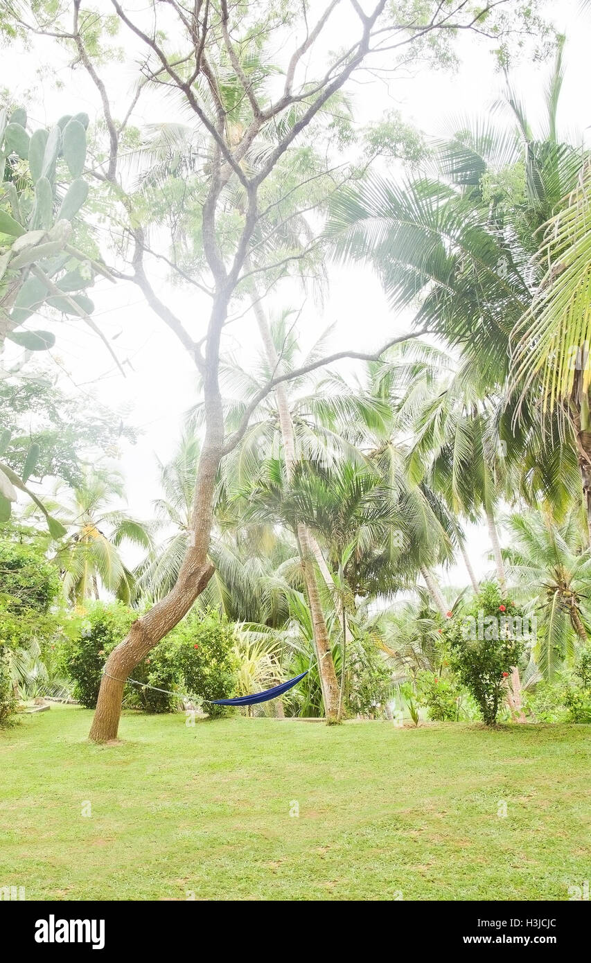 Kontemplativen Garten mit Palmen, Blumen und blaue Hängematte zwischen zwei Bäumen hängen. Stockfoto