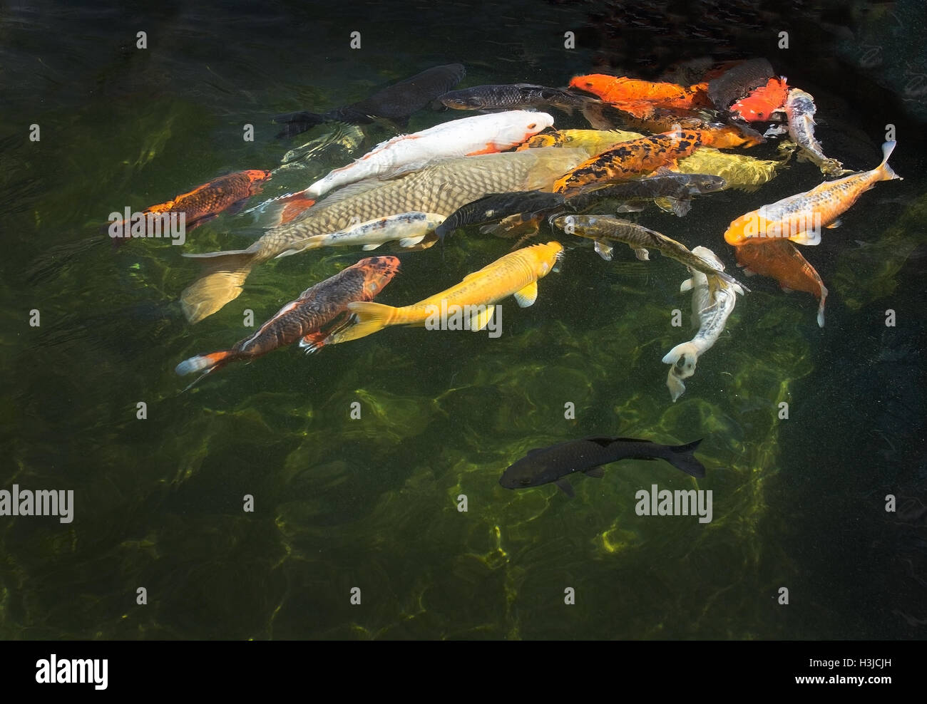 White koi fish Fotos und Bildmaterial in hoher Auflösung Alamy