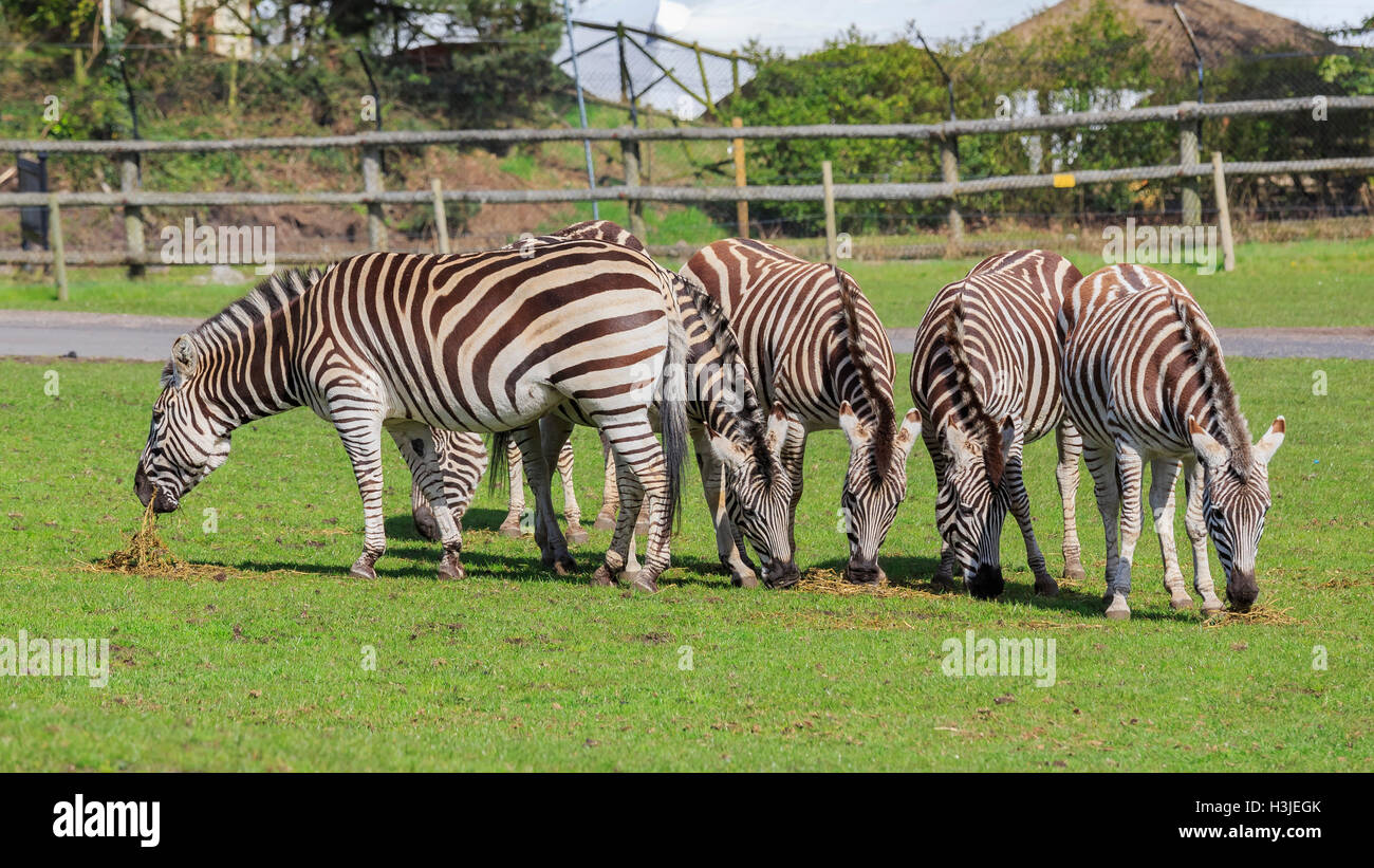 Spring Grove, APR 23: Reisen in die schöne West Midland Safaripark am 23. April 2016 in Spring Grove, Vereinigtes Königreich Stockfoto