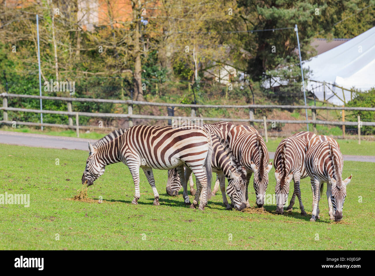 Spring Grove, APR 23: Reisen in die schöne West Midland Safaripark am 23. April 2016 in Spring Grove, Vereinigtes Königreich Stockfoto