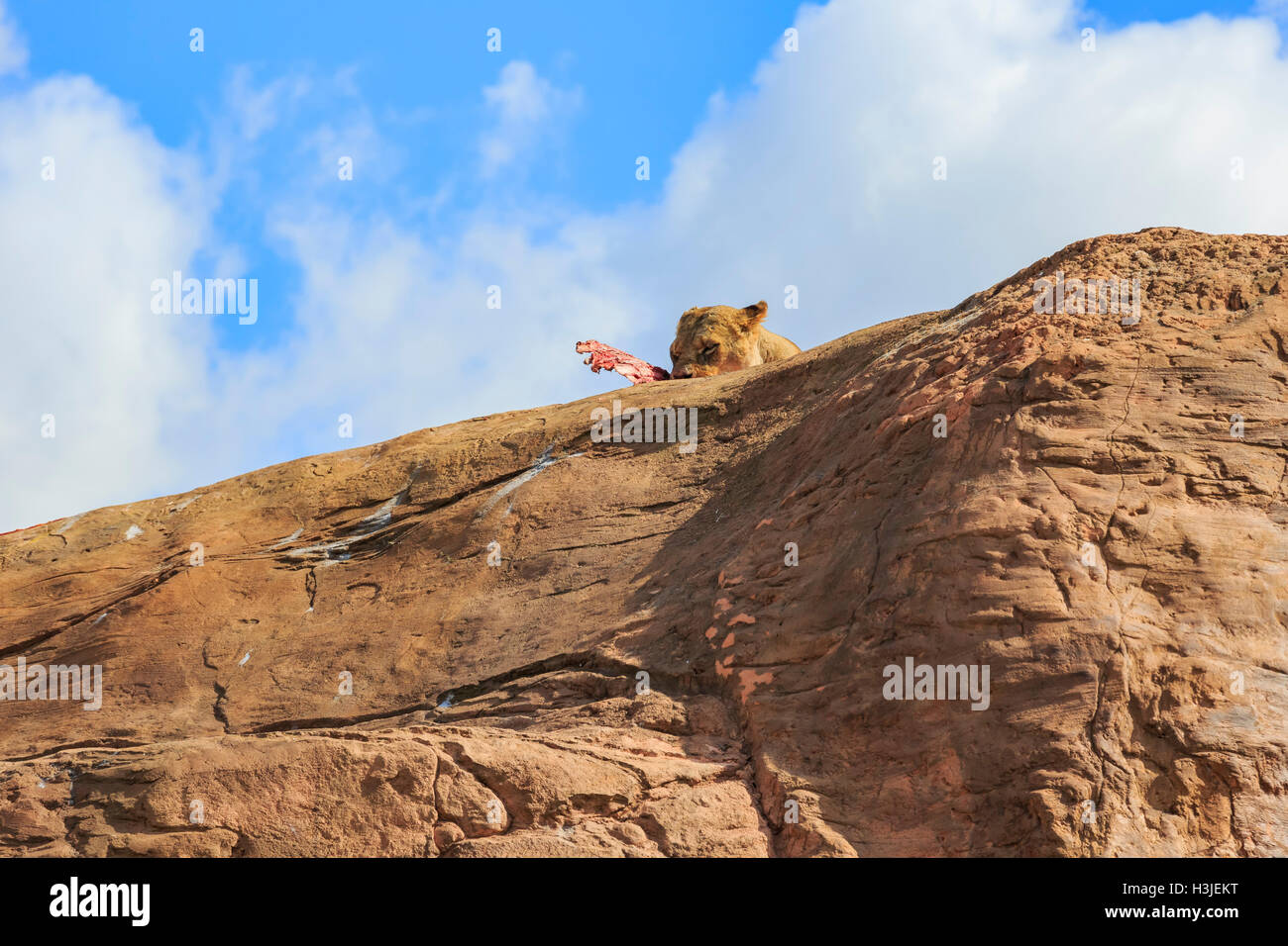 Löwen in der schönen West Midland Safaripark am 23. April 2016 in Spring Grove, Vereinigtes Königreich Stockfoto
