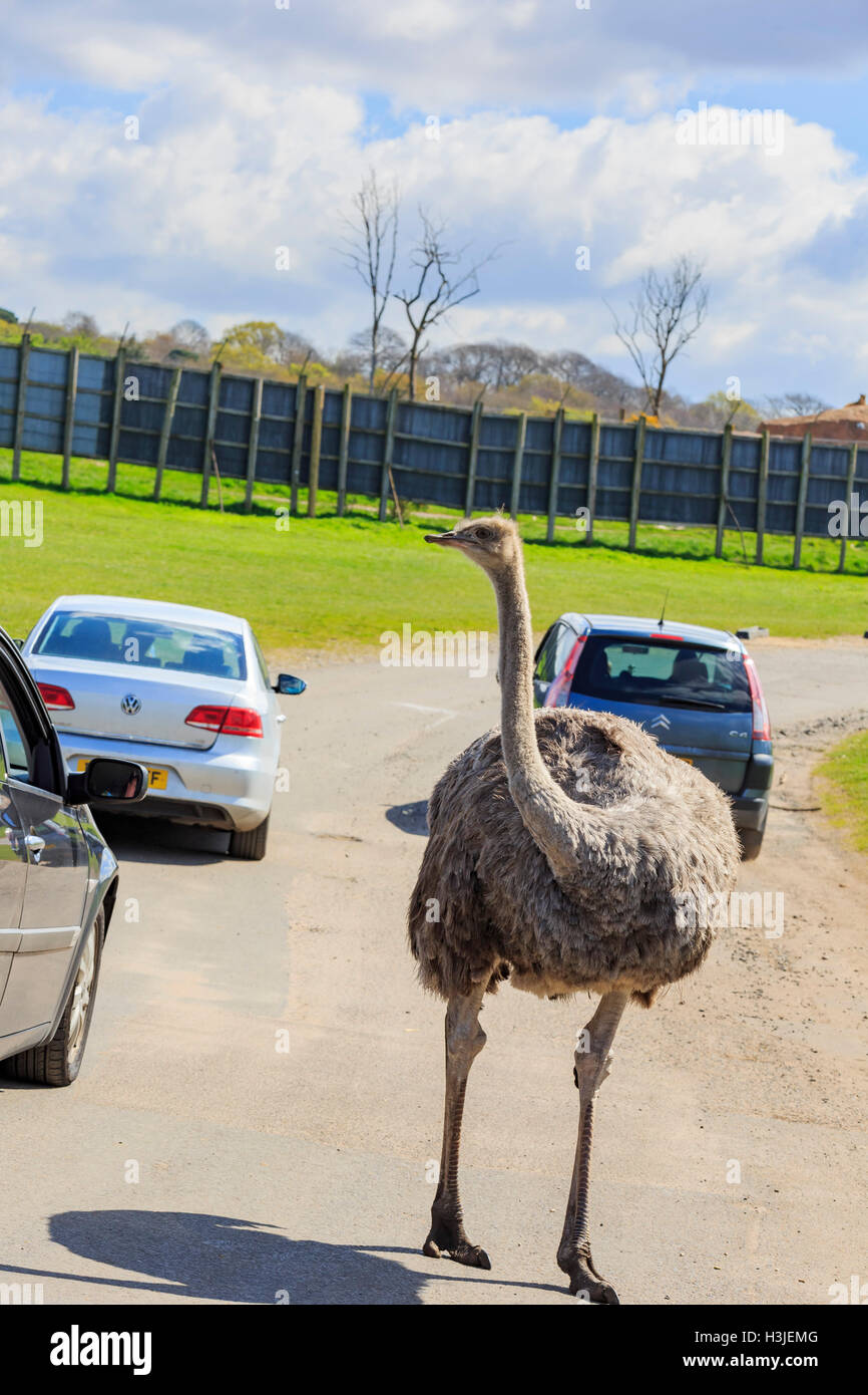 Spring Grove, APR 23: Strauß in die schöne West Midland Safaripark am 23. April 2016 in Spring Grove, Vereinigtes Königreich Stockfoto