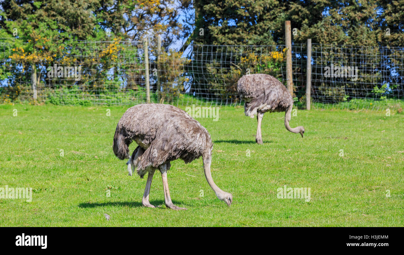 Spring Grove, APR 23: Strauß in die schöne West Midland Safaripark am 23. April 2016 in Spring Grove, Vereinigtes Königreich Stockfoto