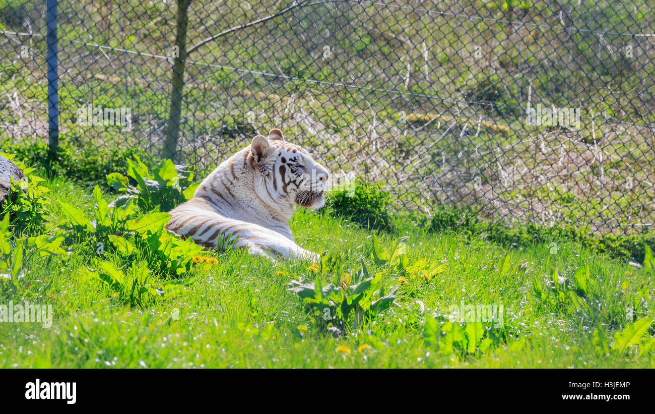 Spring Grove, APR 23: White Bengal Tiger in die schöne West Midland Safaripark am 23. April 2016 in Spring Grove, United Kingd Stockfoto