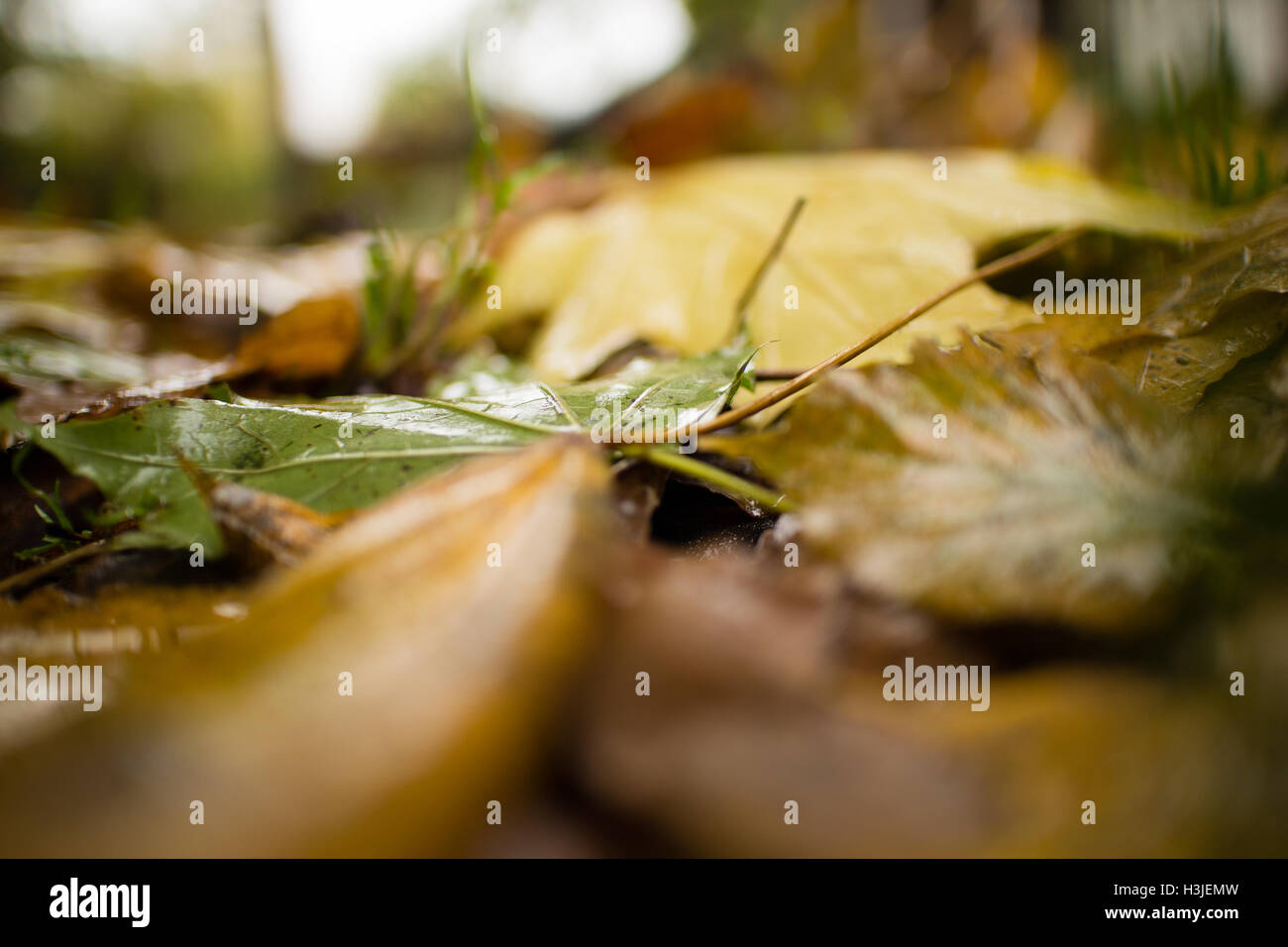 Herbst Hintergrund. Nasse Blätter. Stockfoto