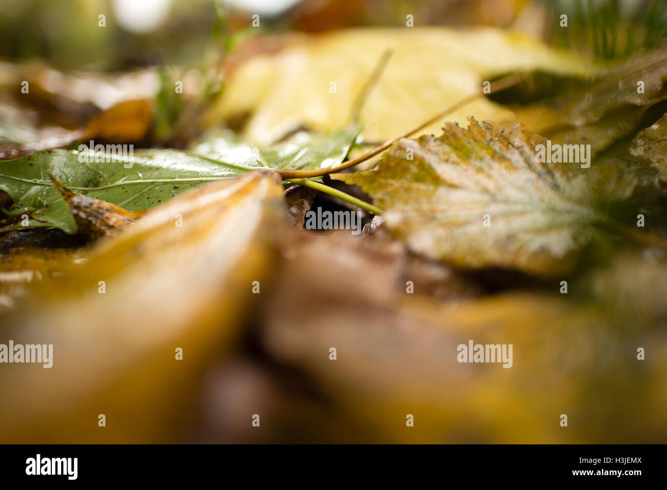 Herbst Hintergrund. Nasse Blätter. Stockfoto