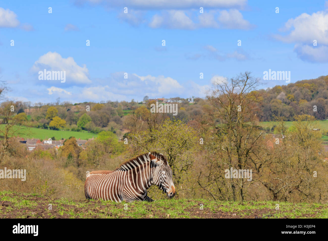 Spring Grove, APR 23: Reisen in die schöne West Midland Safaripark am 23. April 2016 in Spring Grove, Vereinigtes Königreich Stockfoto