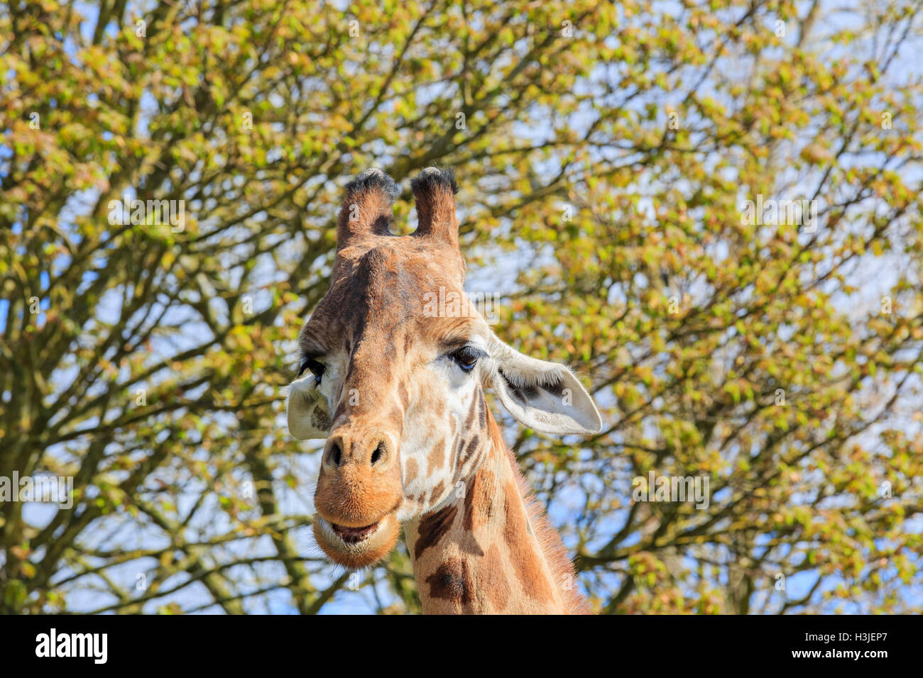 Giraffe, Wandern in der schönen West Midland Safaripark am 23. April 2016 in Spring Grove, Vereinigtes Königreich Stockfoto