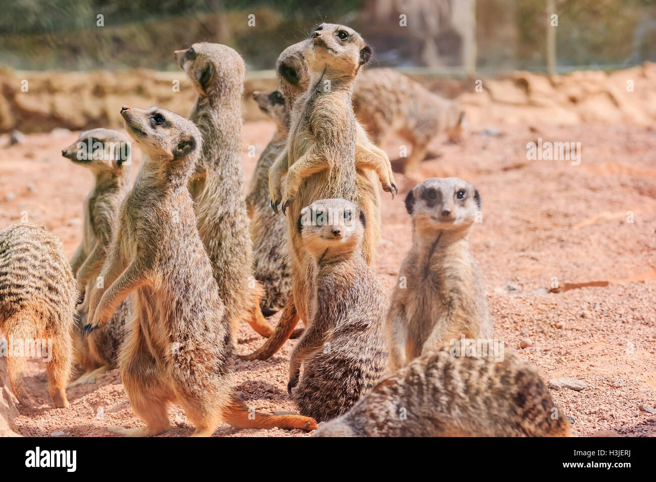 Die schöne Erdmännchen in der schönen West Midland Safaripark am 23. April 2016 in Spring Grove, Vereinigtes Königreich Stockfoto