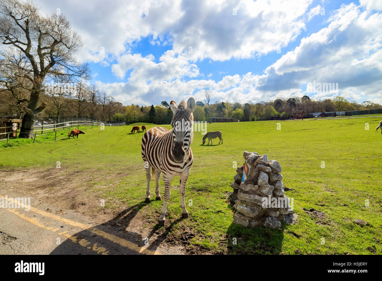 Das Zebra in die schöne West Midland Safaripark am 23. April 2016 in Spring Grove, Vereinigtes Königreich Stockfoto