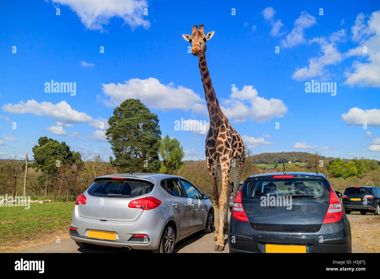 Spring Grove, APR 23: Giraffe, Wandern in der schönen West Midland Safaripark am 23. April 2016 in Spring Grove, Vereinigtes Königreich Stockfoto