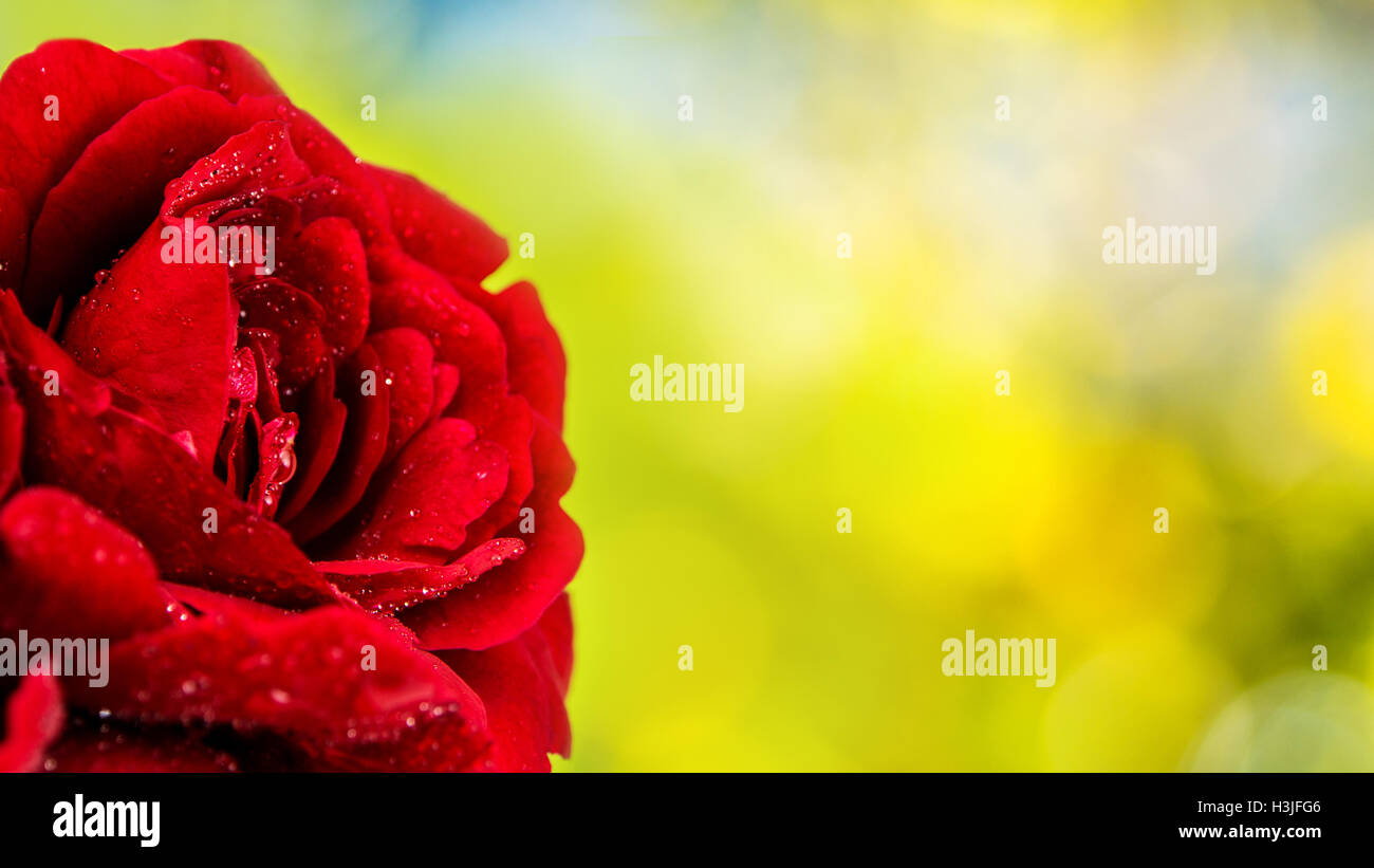 Nahaufnahme von roten Rose auf hellgrünem Hintergrund mit vielen kleinen Tröpfchen auf Blütenblättern Stockfoto