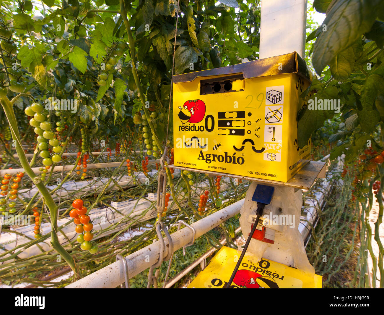 Bienenstock für die Bestäubung in einem Gewächshaus Tomaten wachsen in