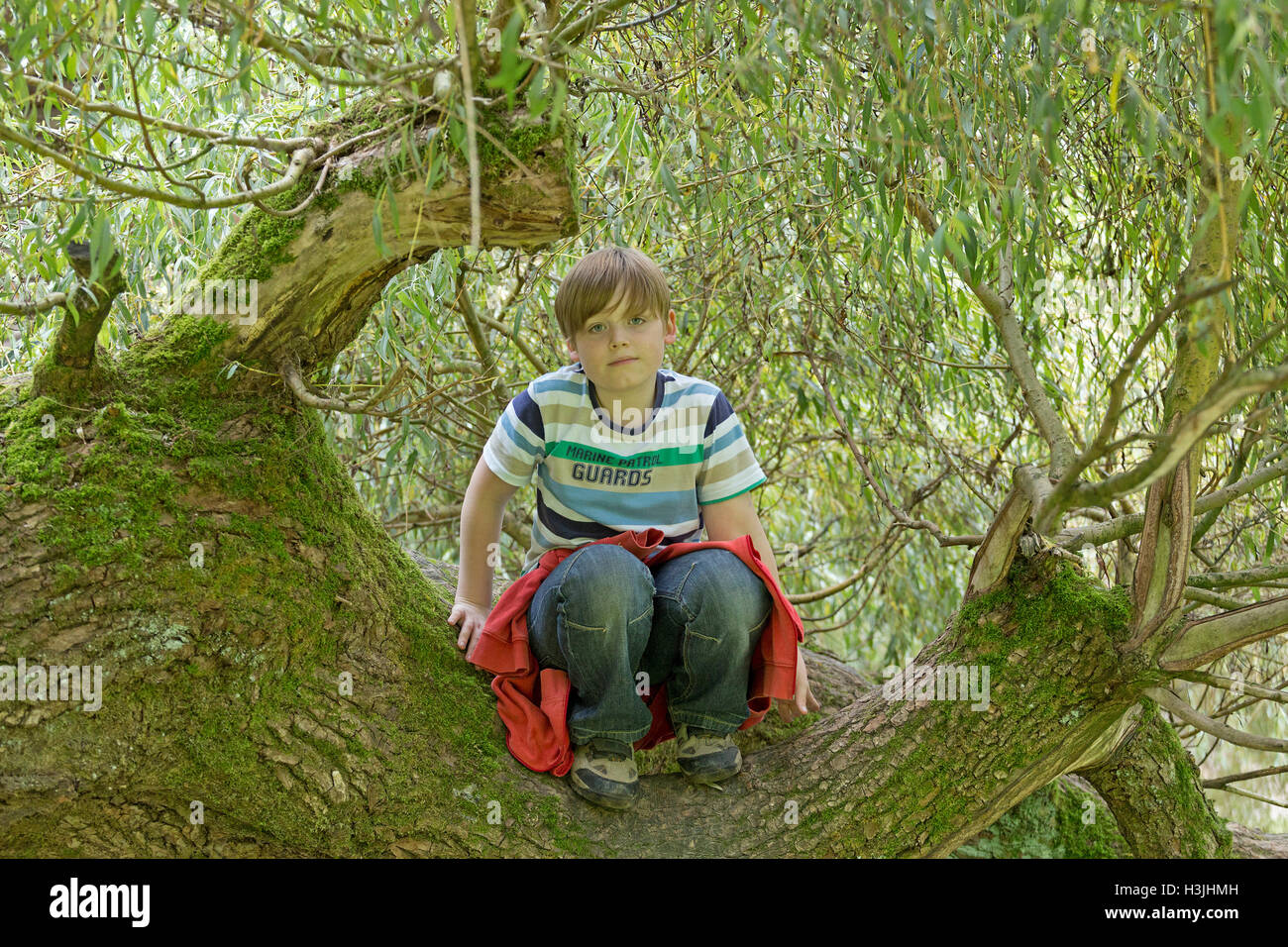 kleiner Junge sitzt in einem Baum Stockfoto
