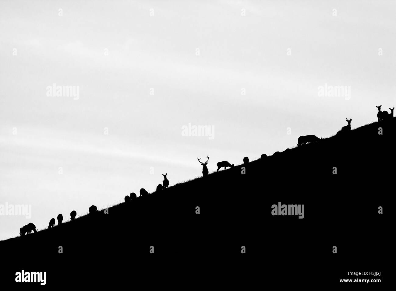 Rotwild peering über den Hügel Stockfoto