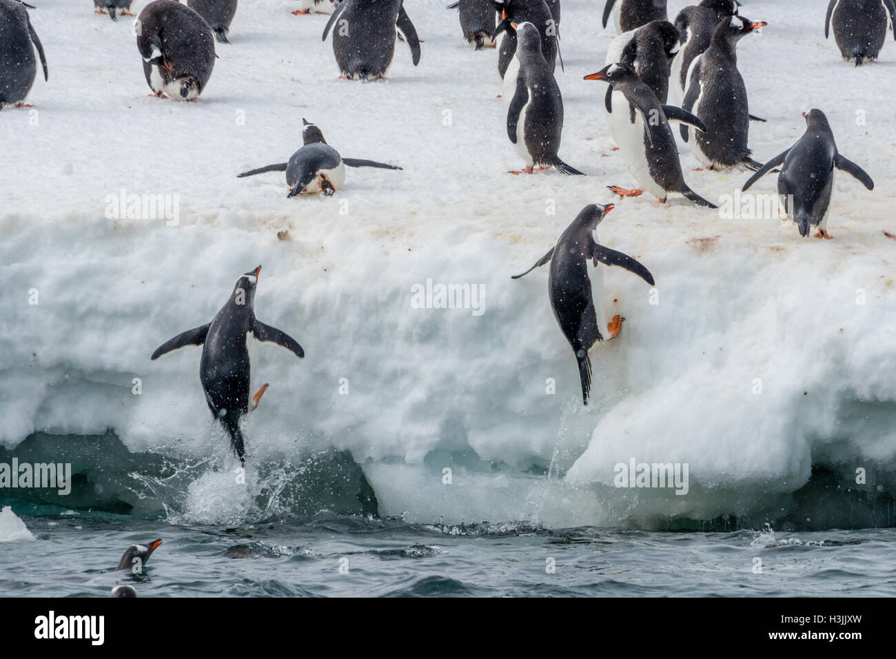 Pinguine springen zum Ufer während der Zucht Saison Antarktis Stockfoto