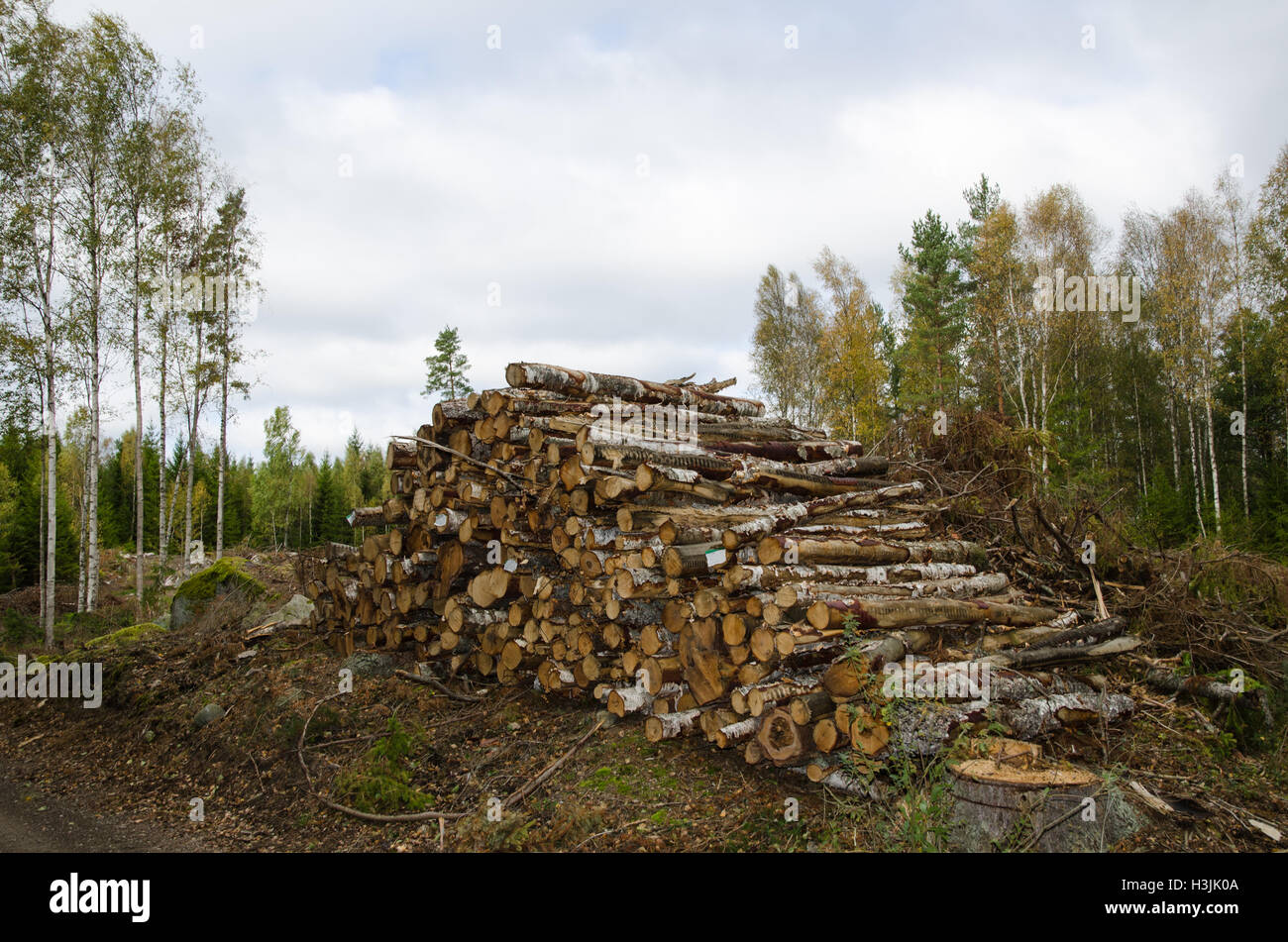 Birke Protokolle in einer Woopile bis zum Herbst in einem schwedischen Wald Stockfoto