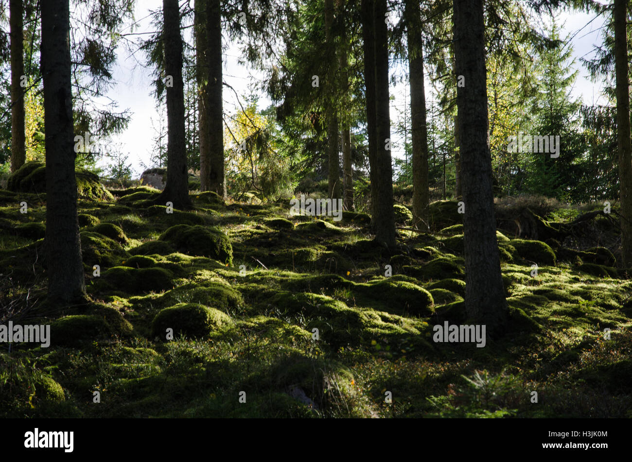Hinterleuchtete moosigen Wald Boden in einem Nadelwald Stockfoto
