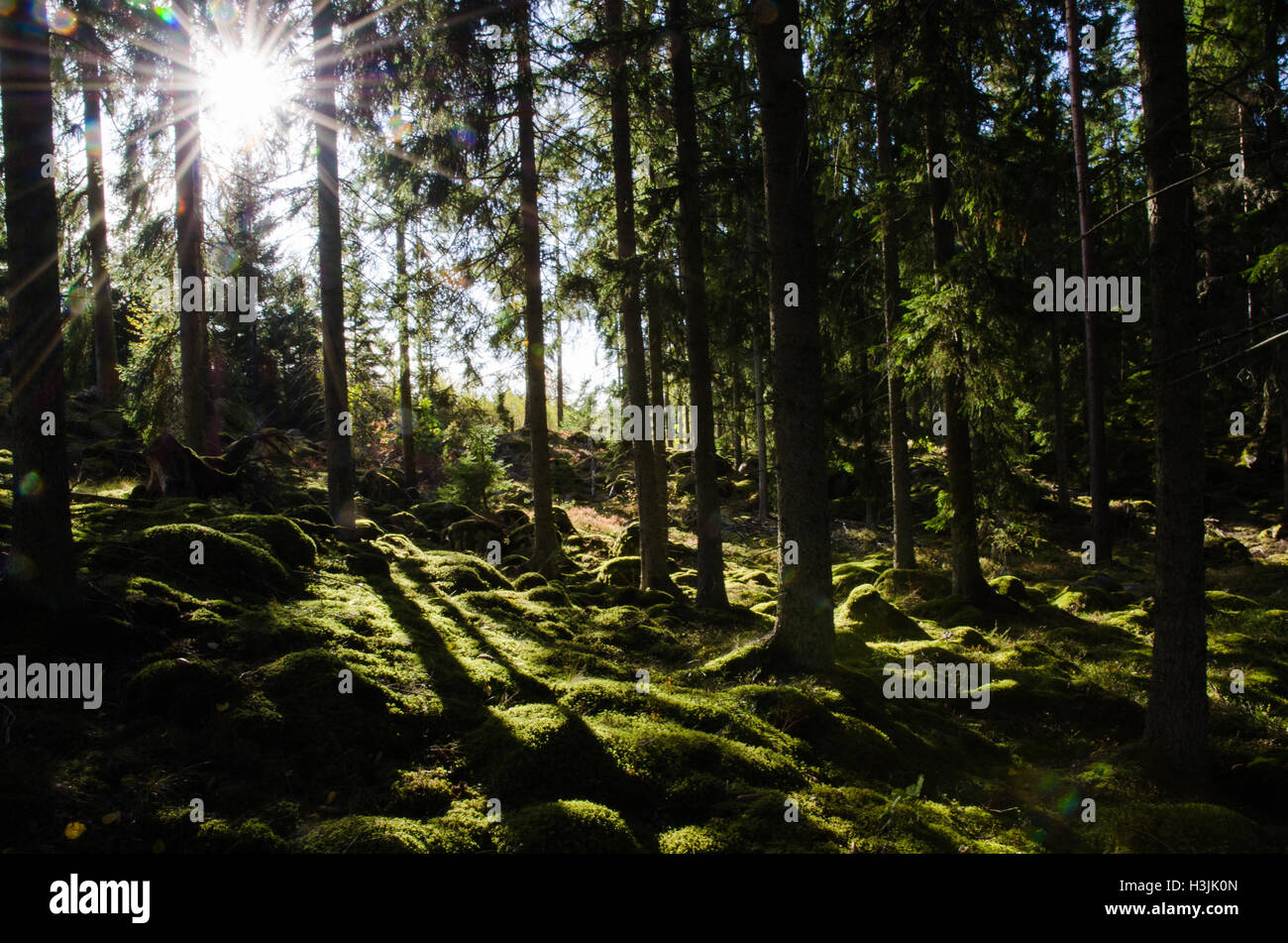 Sonnenschein in eine grüne moosigen Nadelwald mit bemoosten Felsen auf dem Boden Stockfoto