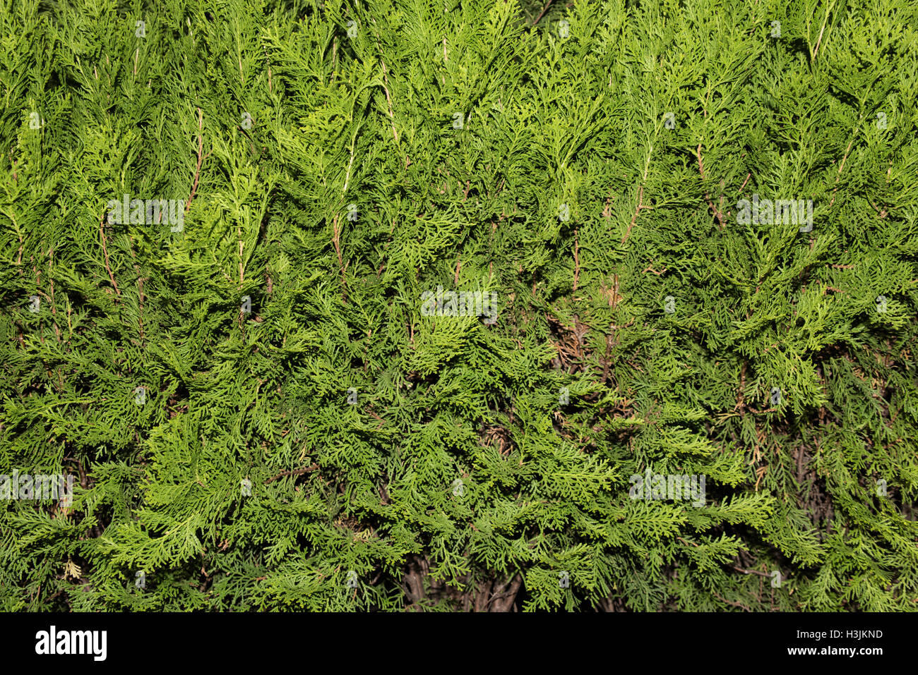 Grün Thuja Äste hautnah Details als Hintergrundbild. Grüne Hecke von Thuja Bäume (Zypressen, Wacholder). Busch, Thuja. Thuj Stockfoto